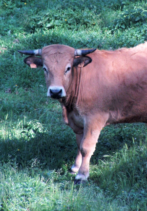 Viande Boeuf bio Toulouse