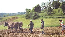 Semailles du maïs et des citrouilles (Crédit photo : Collection Semenou)