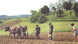 Semailles du maïs et des citrouilles (Crédit photo : Collection Semenou)