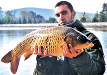 Carpe commune (12 kg) prise par Franck Counago  St Ferrol