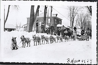 Chiens de traineau