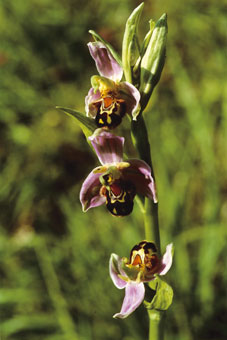 Ophrys abeille