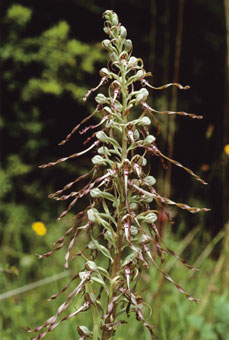 Orchis bouc