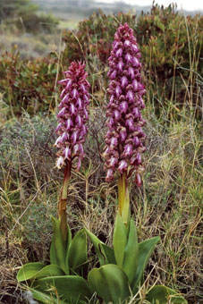 Orchis géant