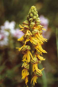 Orchis homme-pendu