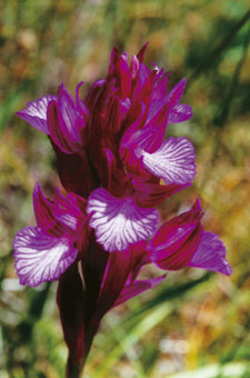 Orchis papillon