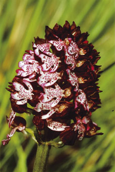 Orchis pourpre