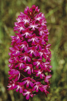 Orchis pyramidal