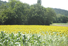 Champs de tournesols