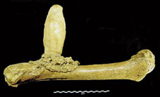 femur d'ursus