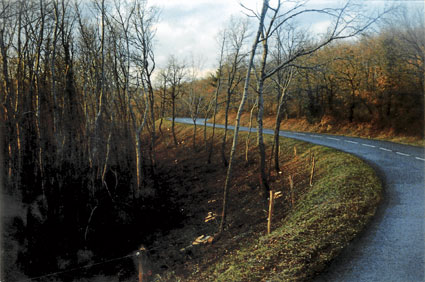 Terroir boisé de la vallée. Photo prise dans la "Côte des clous" (clous laissés sur la chaussée par les chevaux). Le propriétaire aménage un espace pour la pâture des bovins - en stabulation libre.