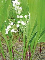 muguet