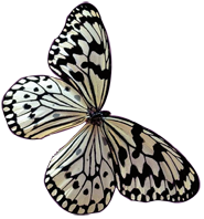 papillon