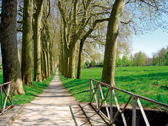 Allée de platanes