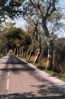 arbres déformés par le vent