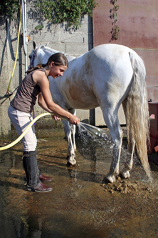 La douche du cheval