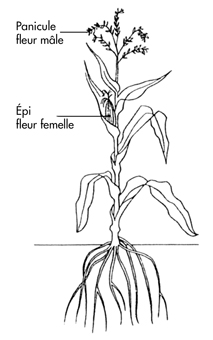 fleur de maïs