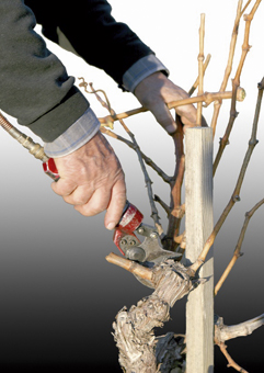 Taille la vigne fin février, tu rempliras ton panier de raisins