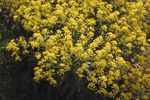 Les fleurs de pastel sont jaunes et produisent après tout un processus du colorant bleu. Actuellement le pastel est surtout cultivé pour ses graines qui produisent une huile utilisée en cosmétiques