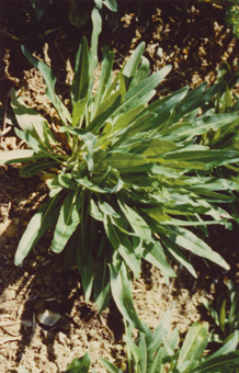 La teinture bleue est extraite des feuilles de la plante. Ces feuilles, allongées, se détachent facilement par simple torsion lorsqu'elles ont atteint leur maturation au solstice d'été. Mais la récolte se poursuit de juillet à la mi-septembre jusqu'à ce la plante ne possède plus de feuilles