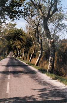 Le Lauragais, pays de blé doit se méfier du vent dont la force peut tordre les platanes au bord des routes.