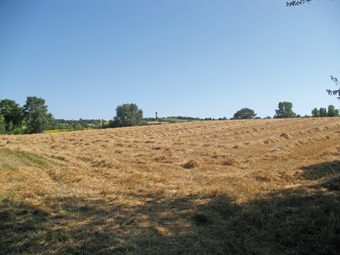 le Lauragais pays de blé