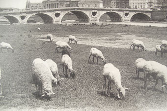 Inhabituel : Où est la ville, où est la campagne . : des brebis à la prairie des filtres au début du XXème siècle