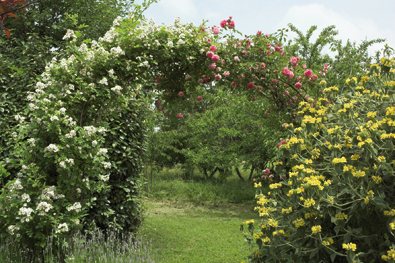 arceau de rosiers