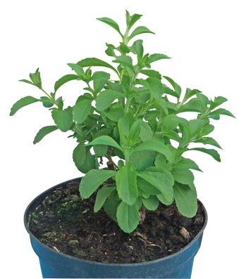 Stevia en pot