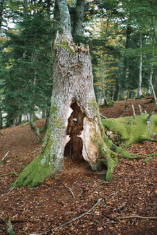 Les chauves- souris forestières utilisent les gîtes naturels offerts par les arbres. Il peut s’agir d’une écorce légèrement soulevée, d’une fissure dans l’écorce ou de cavités. 