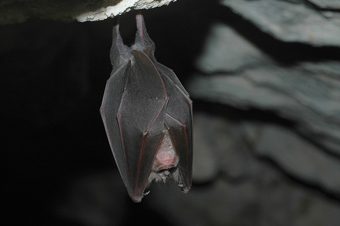 Le Grand rhinolophe est présent de manière conséquente en Midi-Pyrénées, la région accueille en effet les effectifs les plus importants de France.