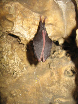 “Rhinolophus hipposideros”, c’est le nom savant du Petit rhinolophe. Il pèse de 4 à 10 grammes seulement !