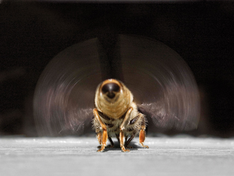 Très active les abeilles ouvrières !