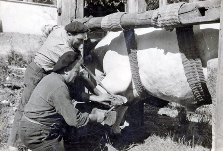 Antoine Claret, le père de Joseph, également maréchal-ferrant, ferre un bœuf aux côtés de son propriétaire. Cette photo d’archive démontre à quel point cette activité était délicate : les bêtes étaient attachées et sanglées pour éviter qu’elles ne se couchent par terre.