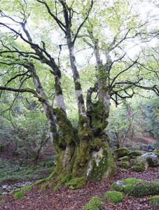 Elu arbre de l'année 2014