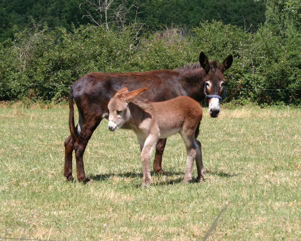 familles d'ânes à proximité