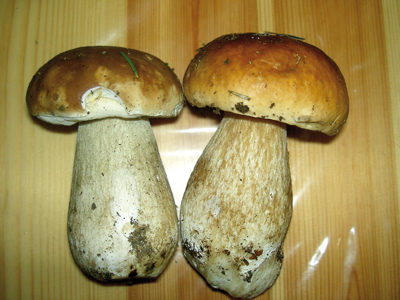 cepes