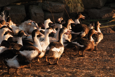 90 % de la vie des palmipèdes se déroule en plein air, la période d’engraissement ne représentant que 12 ou 13 jours dans la vie du canard. 