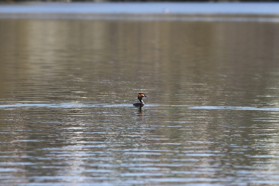 grebe