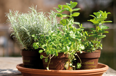 Petit supplément d'âme de son jardin, les plantes aromatiques transforment bien des préparations culinaires en de véritables bouquets de saveurs, les bienfaits santé en plus !