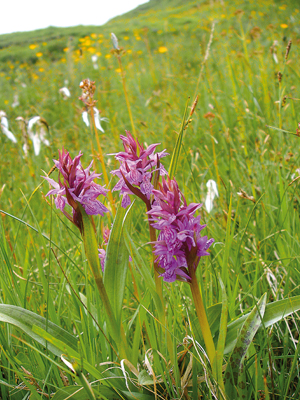 orchidées sauvages