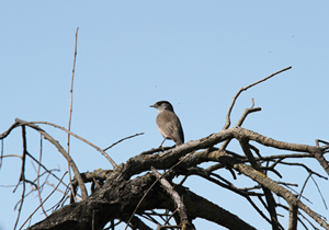 lac nailloux faune