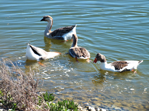 faune lac nailloux