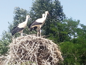 Domaine des oiseaux cicognes