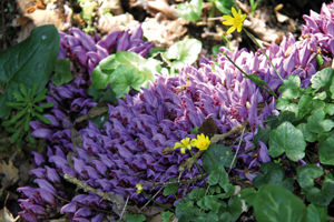 flore lac de nailloux