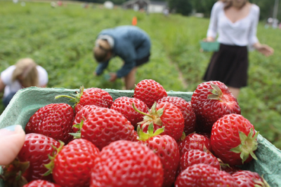 Les cueillettes à la ferme connaissent un succès grandissant. Prétexte à une sortie au grand air en famille, elles permettent de sensibiliser les consommateurs, notamment les plus jeunes, à la réalité du métier de producteur et à certains enjeux environnementaux. 