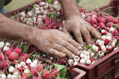 Les Associations pour le Maintien de l’Agriculture Paysanne (AMAP) créent un partenariat au long cours entre consommateurs et producteurs. Associations auto-gérées, elles permettent de mieux valoriser le travail de ces derniers.  