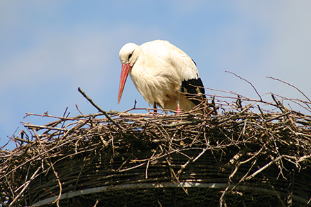 Domaine des oiseaux