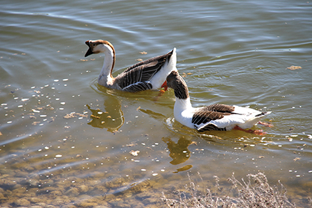 lac de Nailloux