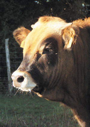 Vente directe veau boeuf porc volaille